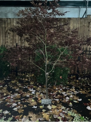 Nursing Sisters Memorial Tree